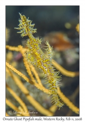 Ornate Ghost Pipefish male