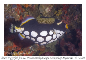 Clown Triggerfish female