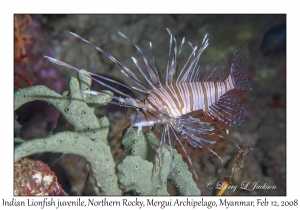 Indian Lionfish