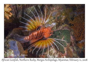 African Lionfish