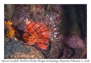 African Lionfish