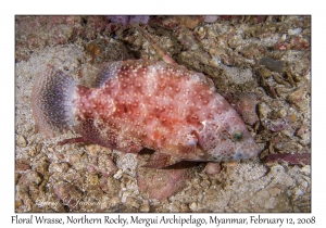 Floral Wrasse