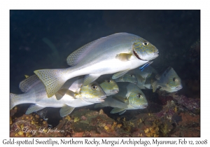 Gold-spotted Sweetlips