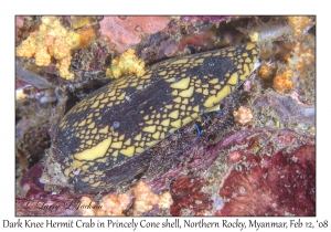 Dark Knee Hermit Crab in Princley Cone Shell
