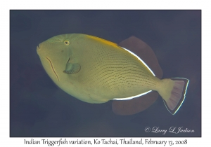 Indian Triggerfish variation