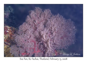 Sea Fan