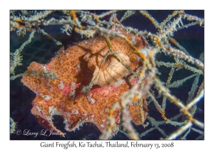 Giant Frogfish