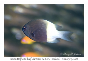 Indian Half-and-half Chromis