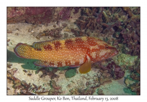 Saddle Grouper