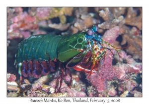 Peacock Mantis