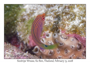 Sixstripe Wrasse