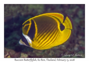 Raccoon Butterflyfish