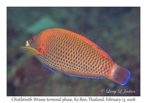 Chiseltooth Wrasse