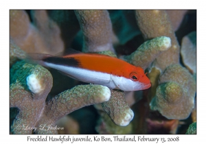 Freckled Hawkfish