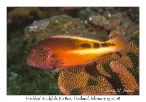 Freckled Hawkfish