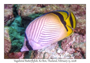 Vagabond Butterflyfish