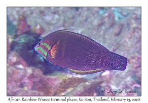 African Rainbow-wrasse terminal phase