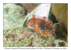 Ornate Leopard Wrasse