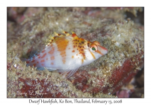 Dwarf Hawkfish