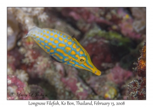 Longnose Filefish