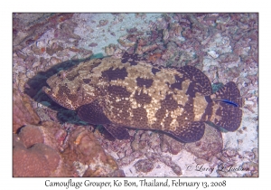 Camouflage Grouper