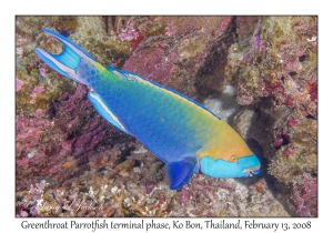 Greenthroat Parrotfish