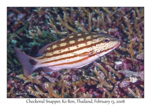 Checkered Snapper