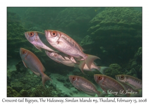 Crescent-tail Bigeye