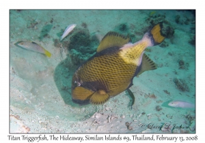 Titan Triggerfish