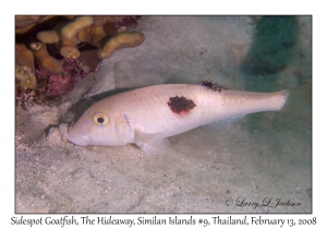 Sidespot Goatfish