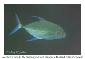 Coachwhip Trevally