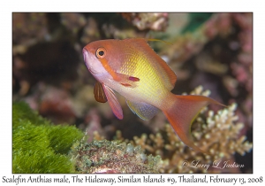 Scalefin Anthias