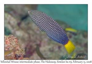 Yellowtail Wrasse