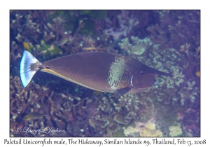 Paletail Unicornfish