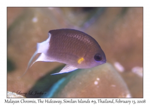 Malayan Chromis