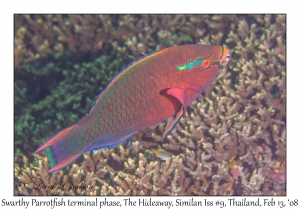 Swarthy Parrotfish