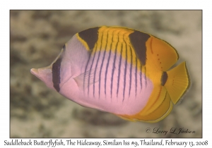 Saddleback Butterflyfish