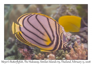 Meyer's Butterflyfish