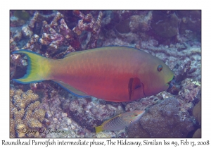 Roundhead Parrotfish