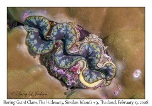 Boring Giant Clam