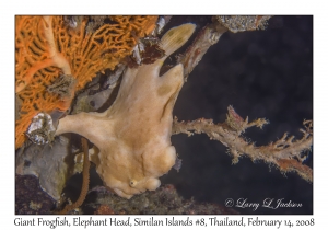 Giant Frogfish