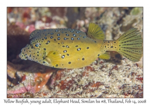 Yellow Boxfish