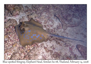 Blue-spotted Stingray