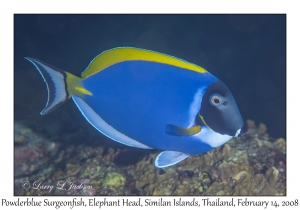 Powderblue Surgeonfish