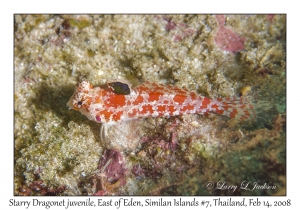 Starry Dragonet