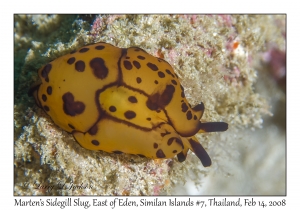 Marten's Sidegill Slug