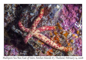 Multipore Sea Star