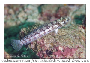 Reticulated Sandperch