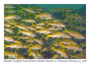 Yellowfin Goatfish