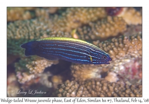 Wedge-tailed Wrasse